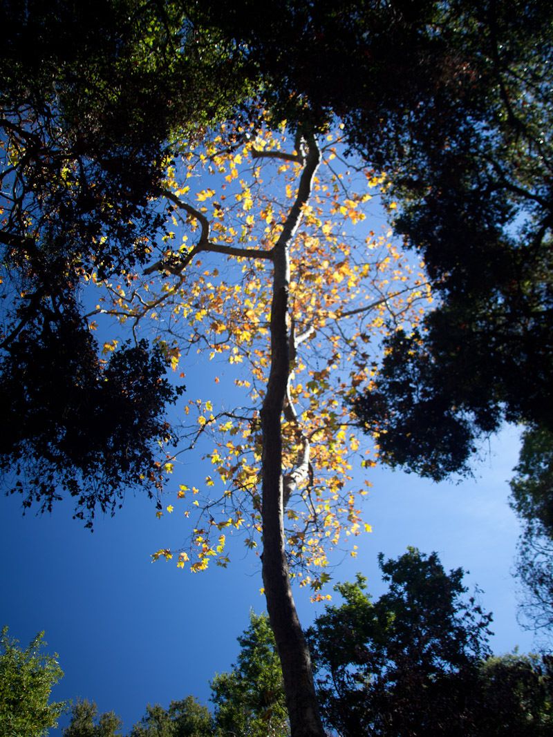 Botanical Garden in Autumn