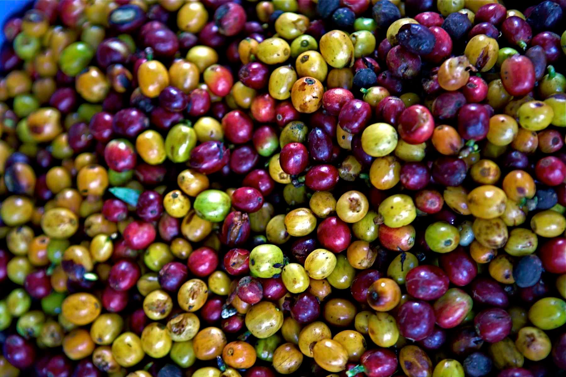 1juan_valdez_coffee_13_