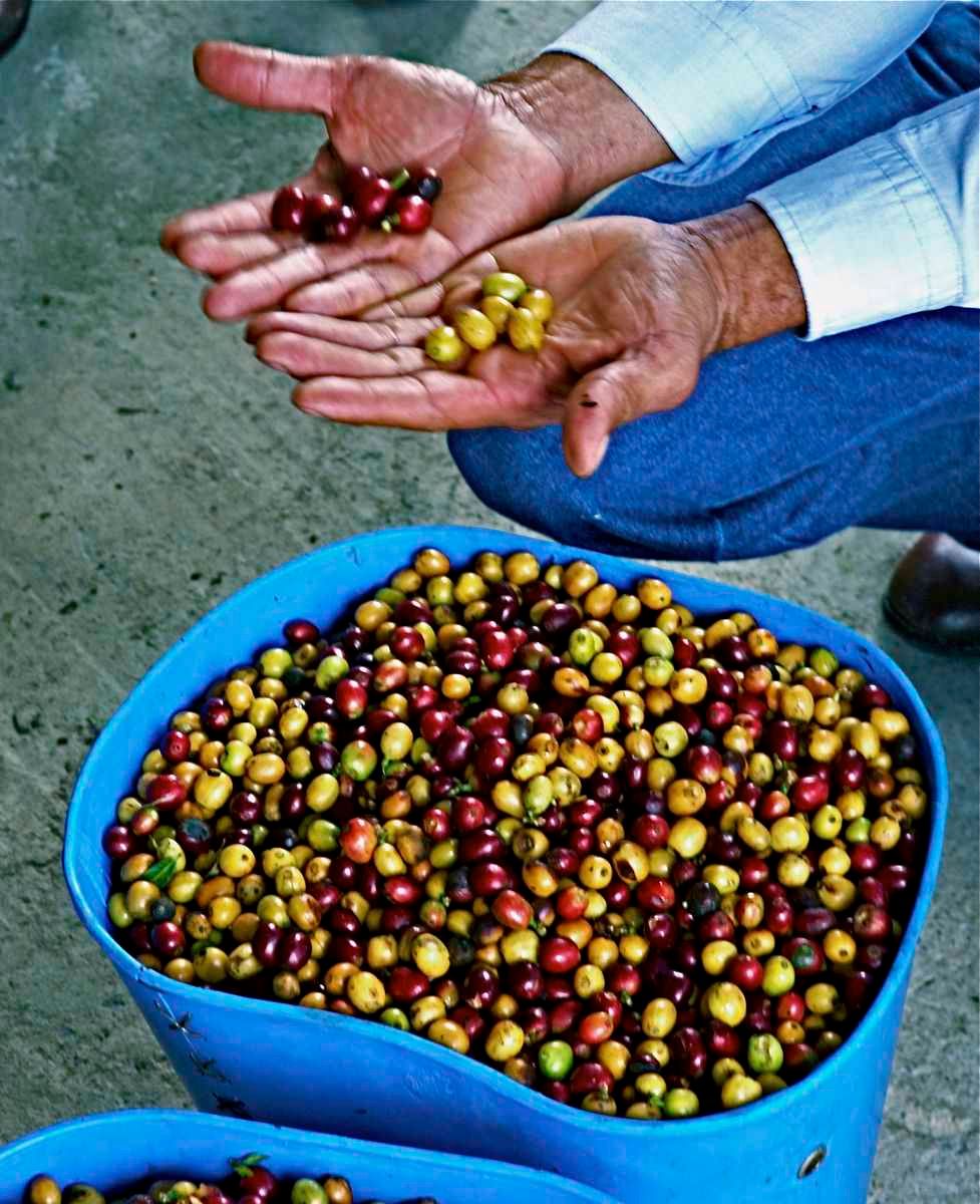 1juan_valdez_coffee_12_