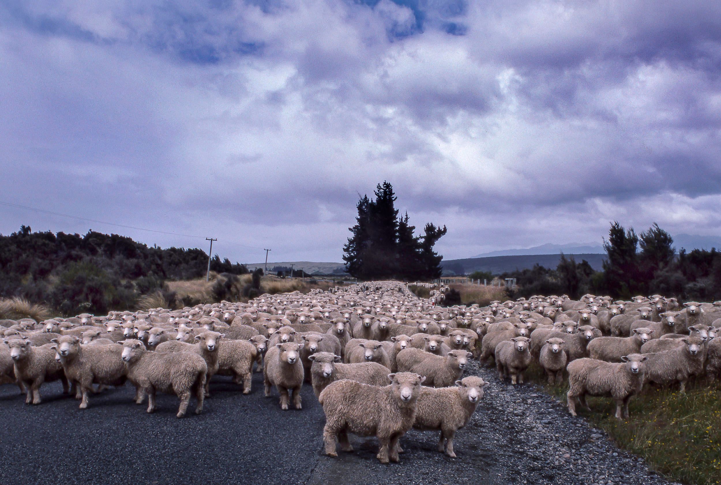 Sheep, New Zealand