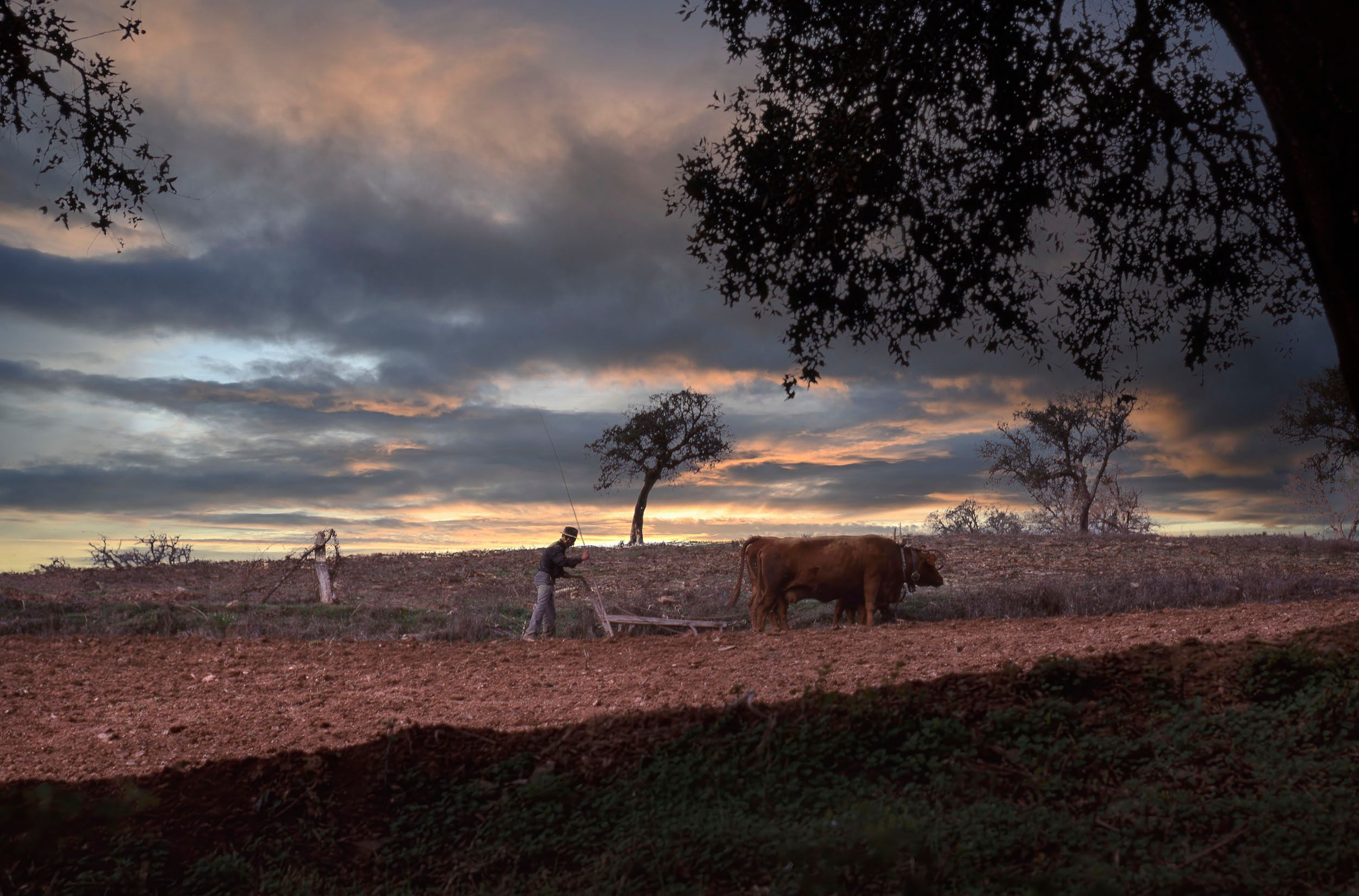Farmer with Oxen