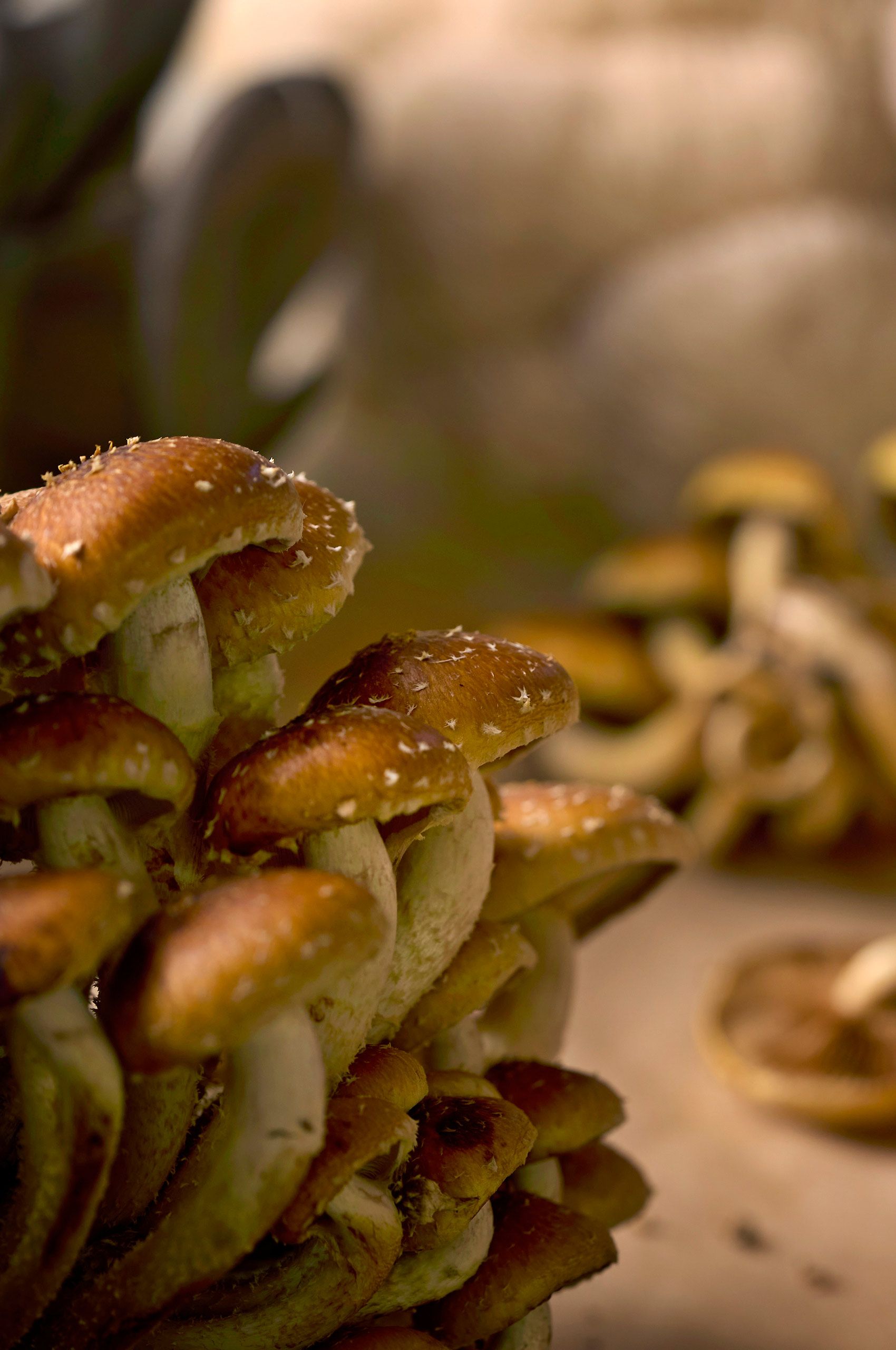 Vertical close-up of a cluster of brown-capped mushrooms with pale stems and flecked caps, shot for Sauce & Vine