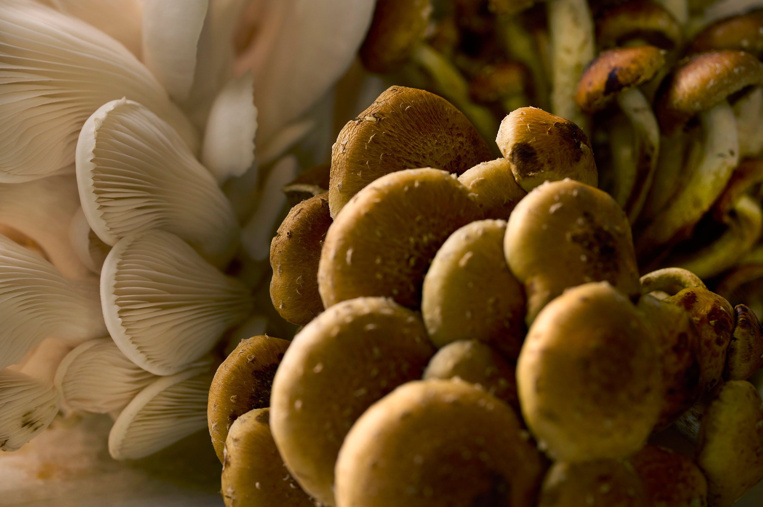 Cluster of brown beech mushrooms beside pale oyster mushrooms in a close ingredient study for Sauce & Vine in Fate, Texas