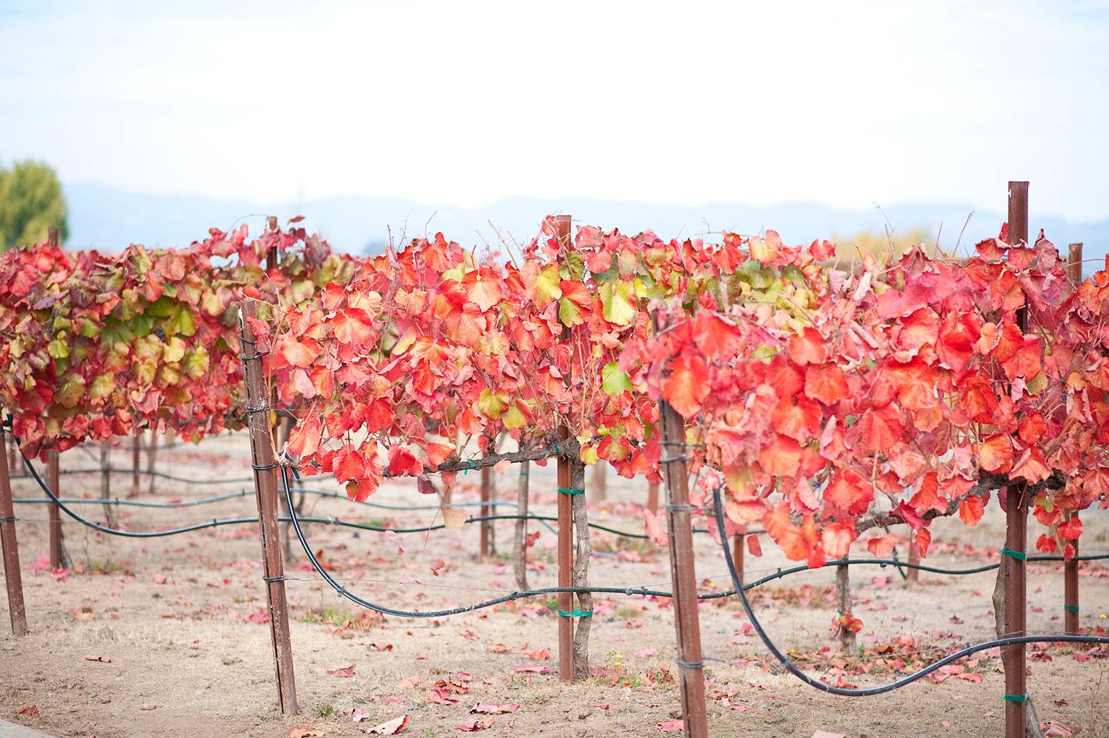Cornerstone Gardens, Sonoma Wedding