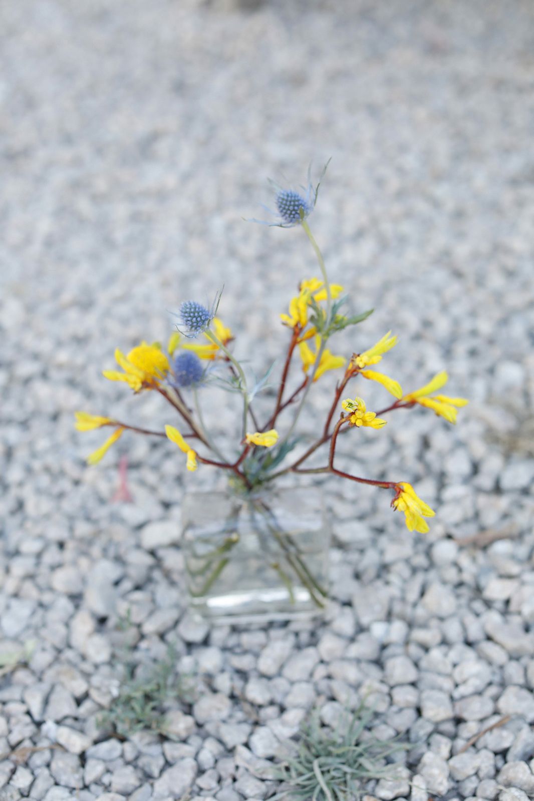 Pie Ranch Wedding in Pescadero