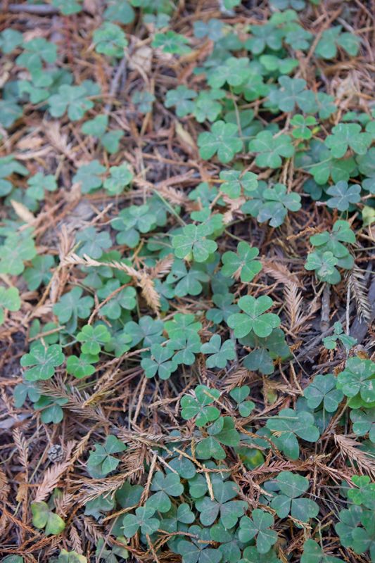 Wedding at Pelican Inn at Muir Beach