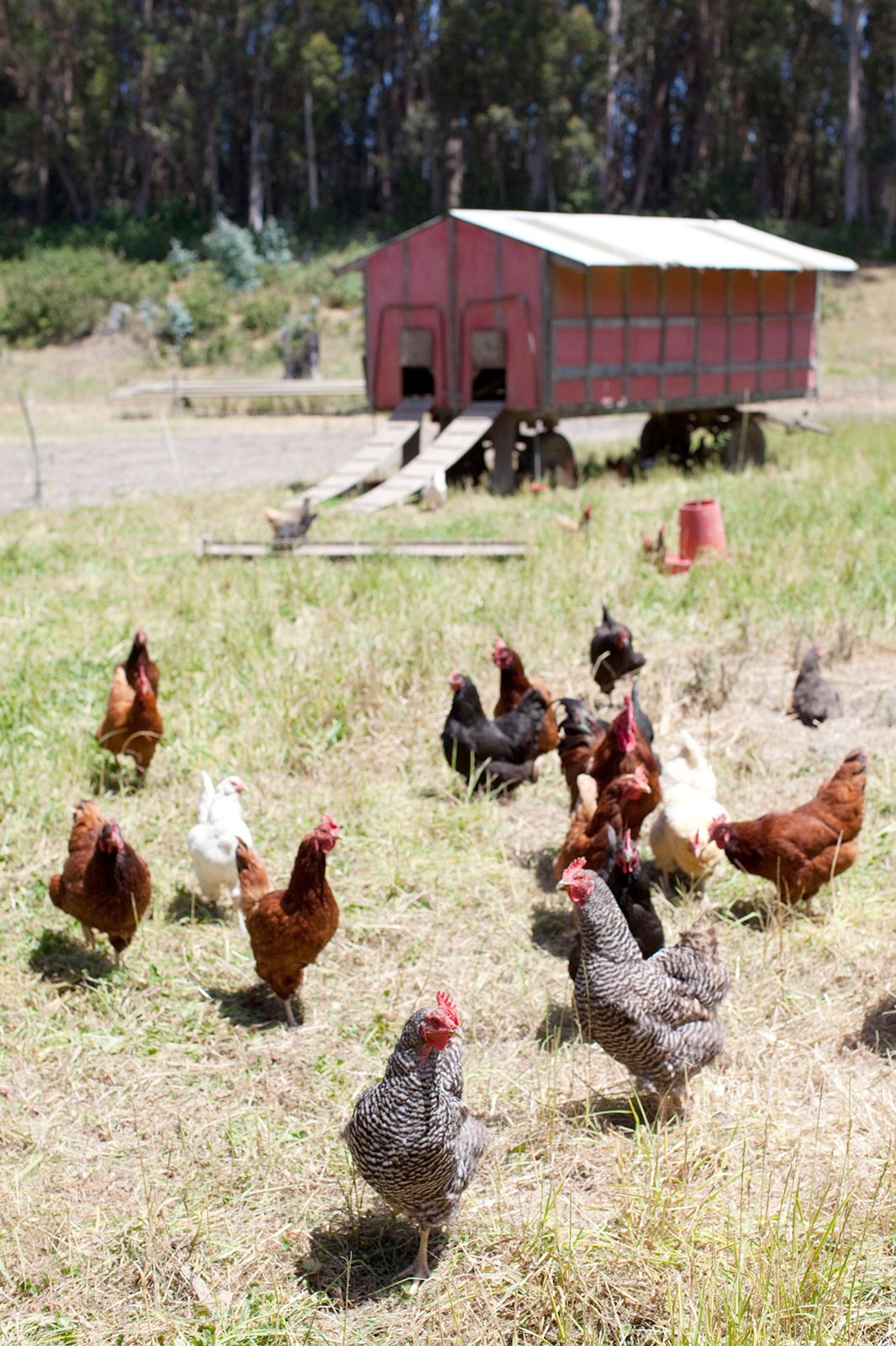 Pie Ranch Wedding in Pescadero
