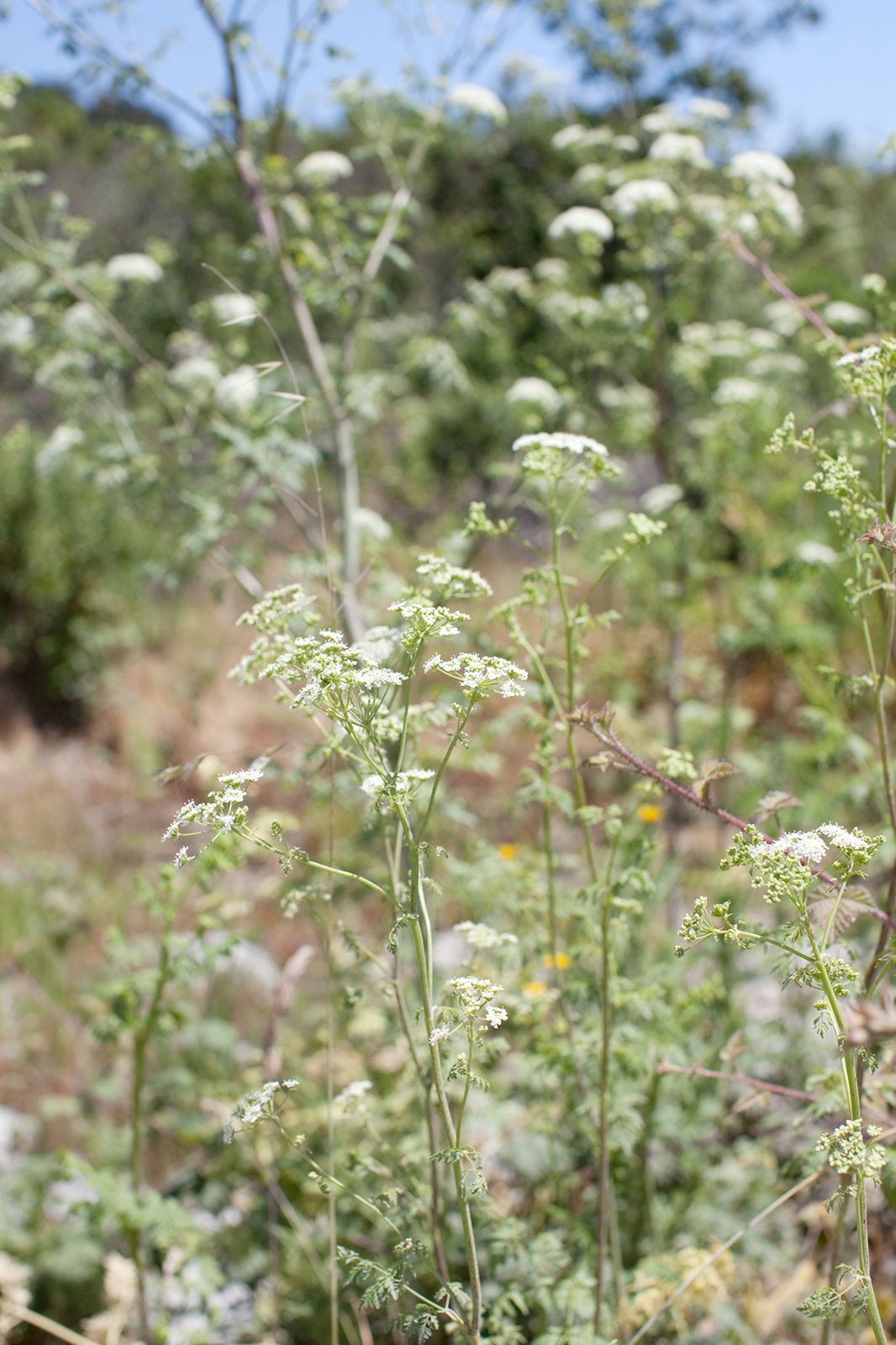 Pie Ranch Wedding in Pescadero, California