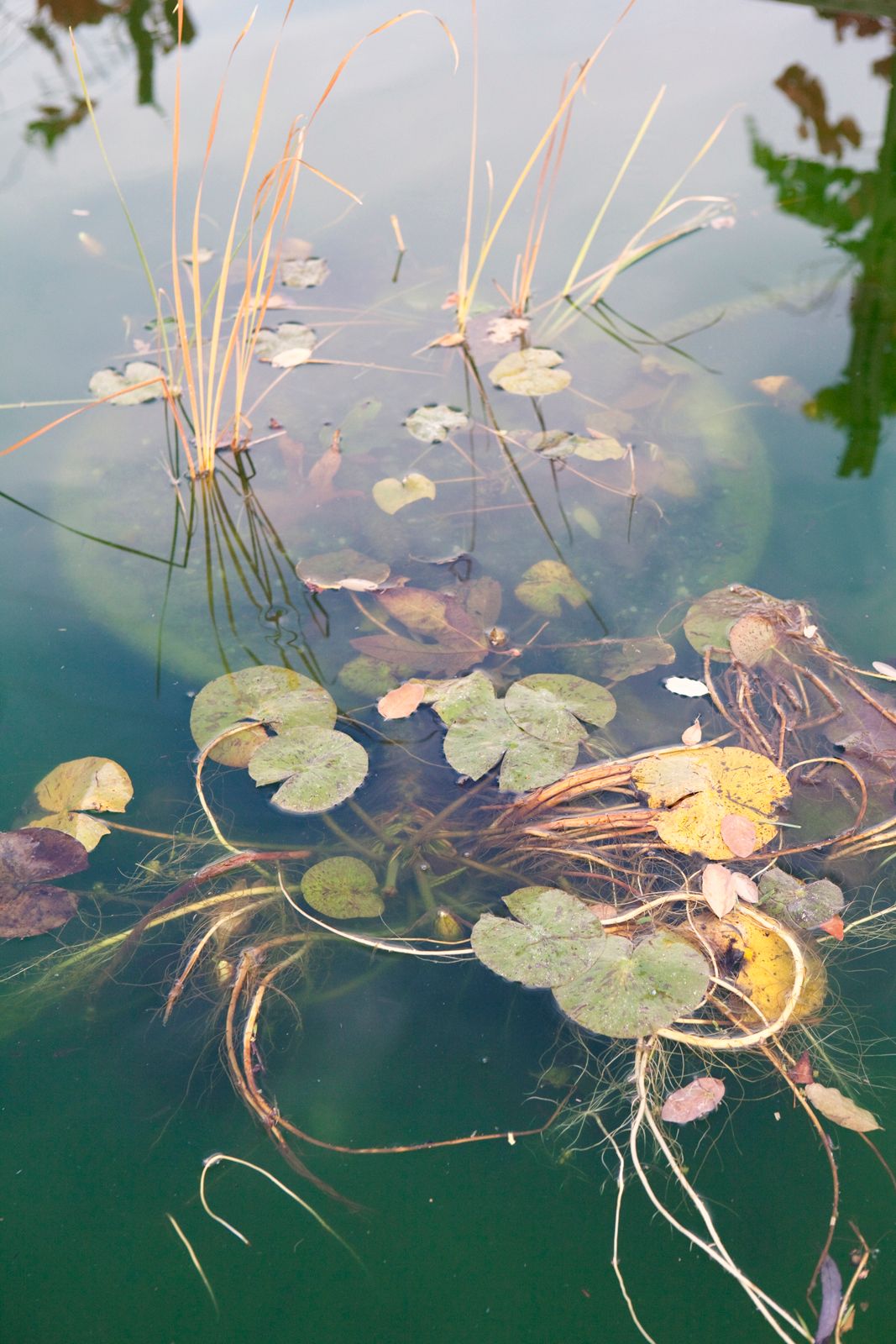 Cornerstone Gardens, Sonoma Wedding