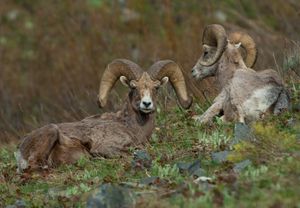 1Bighorn_Sheep_1.jpg