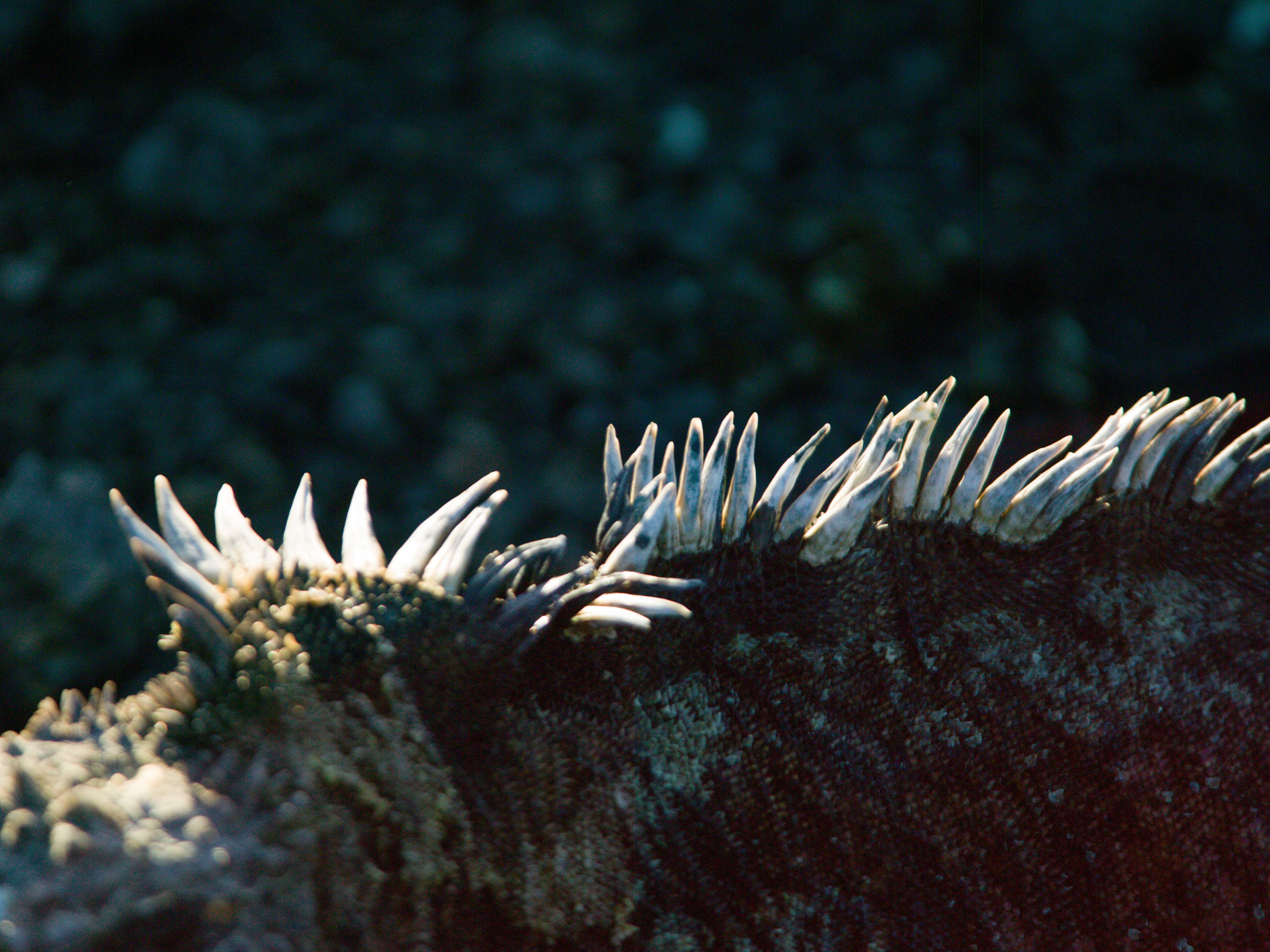 Galápagos Islands Ecuador Marine iguana
