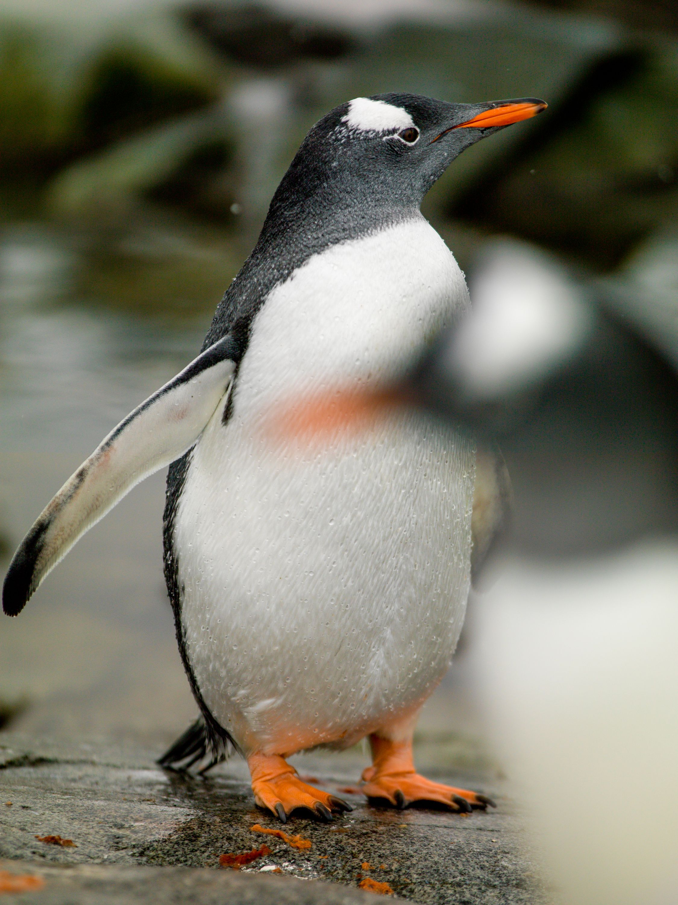Antarctica Gentoo penguin