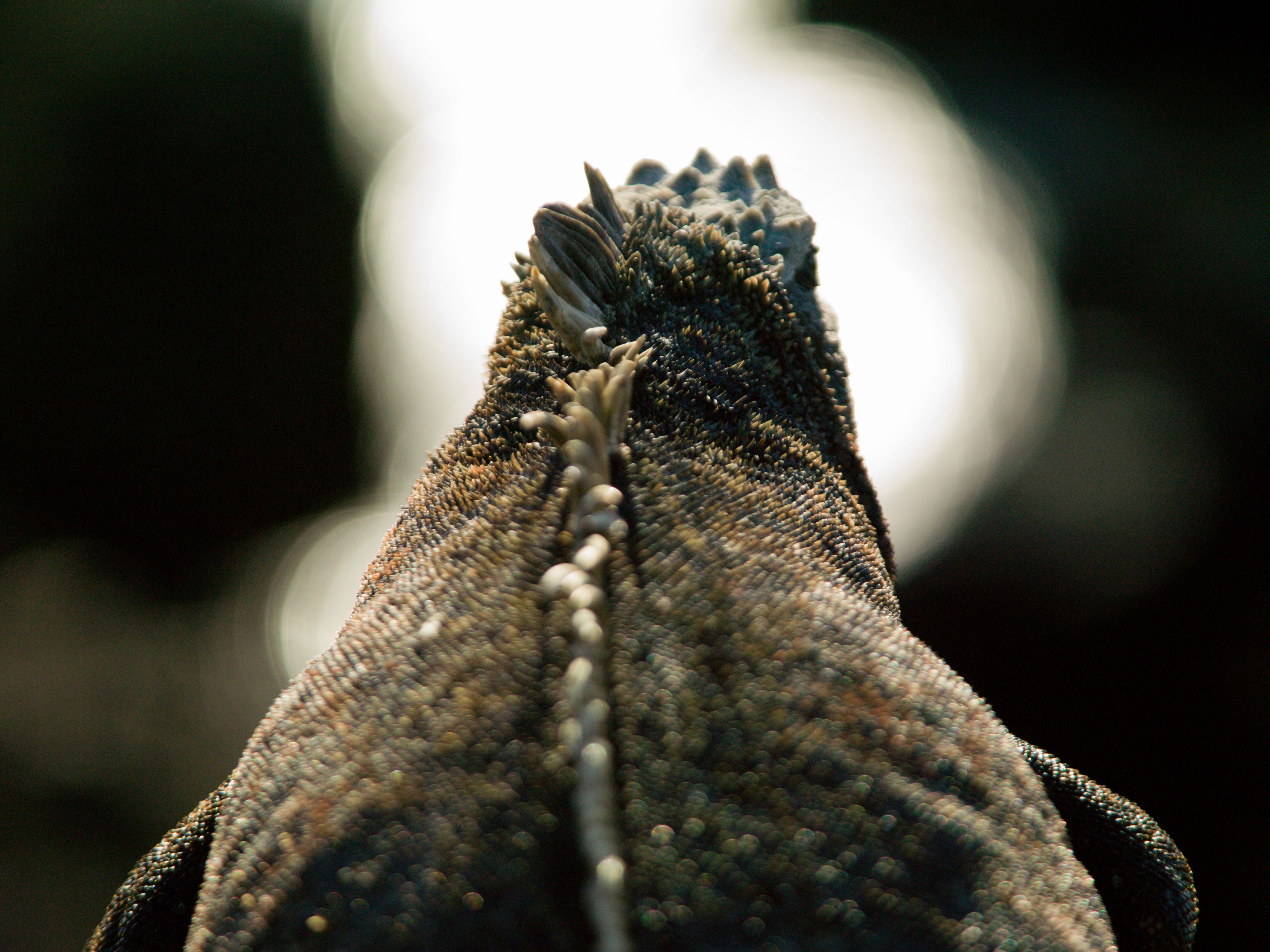 Galápagos Islands Ecuador Marine iguana