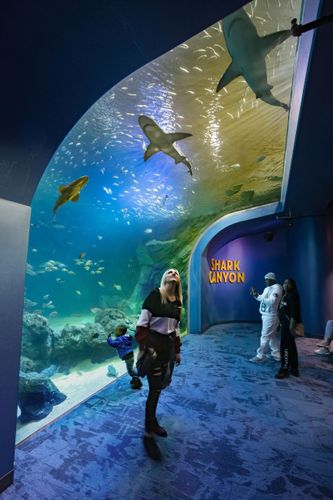 PGAV Destinations  /   St. Louis Aquarium