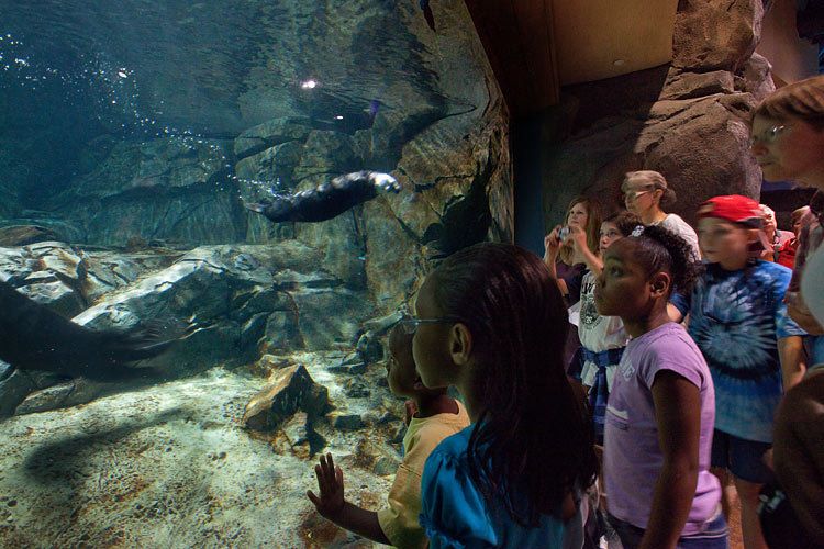 1PGAV___GA_Aquarium_sea_otters_2.jpg