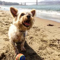 150816_KeekoAtPlayCrissyField.jpg