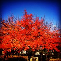 141115_YountvilleFall2011.jpg