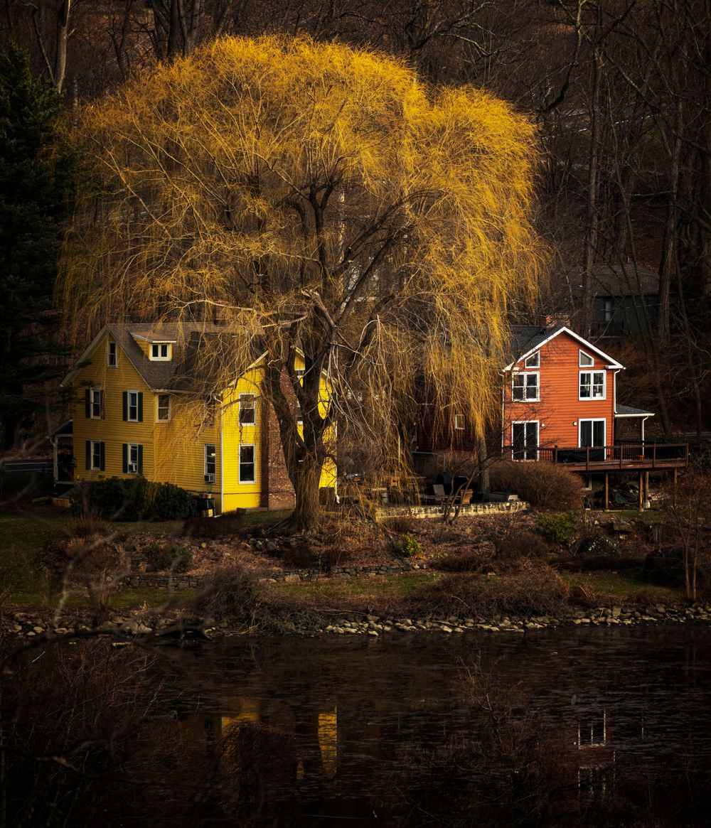 Yellow Hedgerow Dreamscape