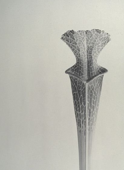 Brown Toned Gelatin Silver Print, 15 1/2 " x 22" Pitcher Plant