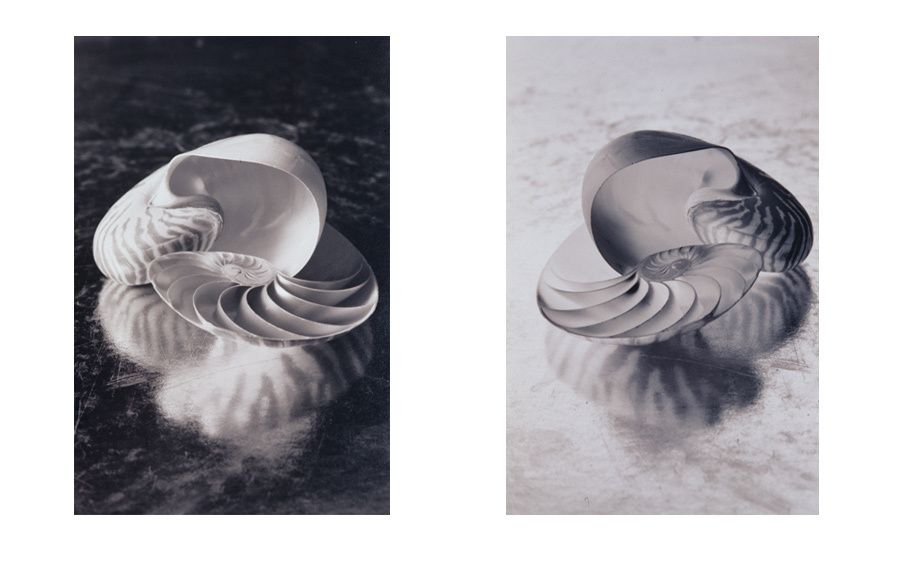 BrownToned-Silver gelatin prints, 2 prints 8"x10" Nautilus Shells-diptych
