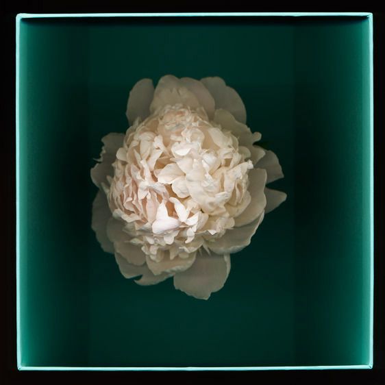 Pale Pink Peony- Digital Print on Hahnemuhle Water Colot Paper24" x  24" Perfect Peony in a Tiffany Box