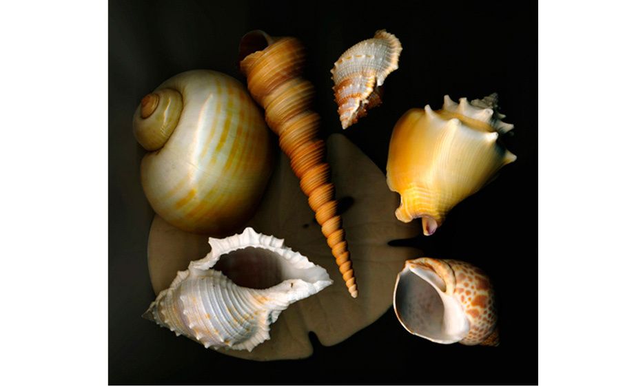 Digital Print 34"x30" on Hahnemuhle Water Color Paper Sand Dollar and Shells