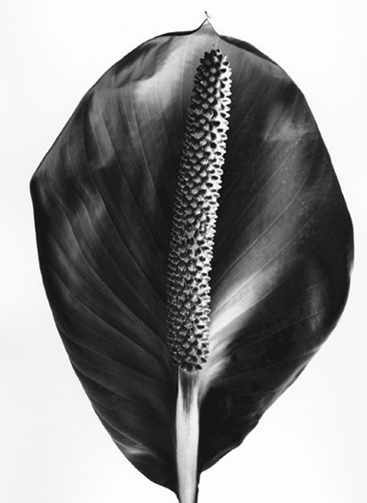 Platinum Print on Arches Paper, 16"x22" Lily