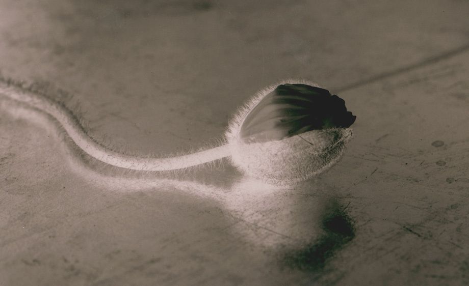 Brown Toned Silver Print, 8"x10" Poppy Bud, negative