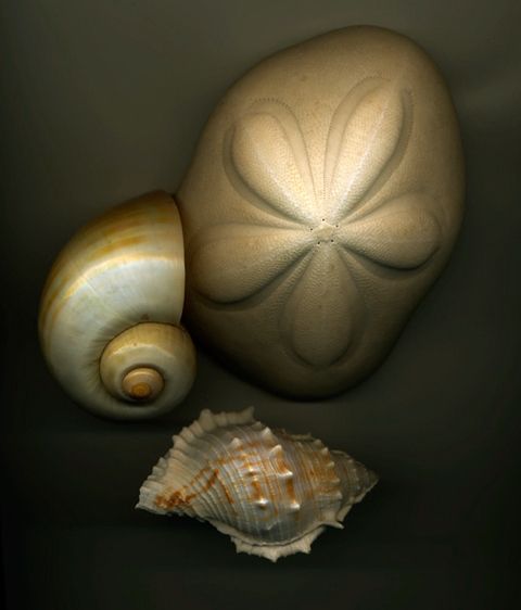 Digital Print on Hahnemuhle Water Color Paper 30"x36" Three Shells