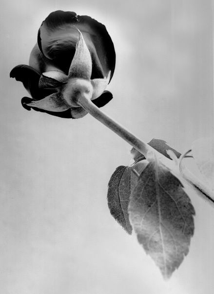 Platinum Print, 15 1/2 "x 22" Cordia's Rose