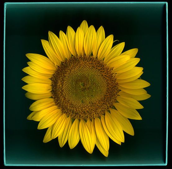Digital Print on Hahnemuhle Water Color Paper, 22" x22" Sunflower in a Tiiffany Box