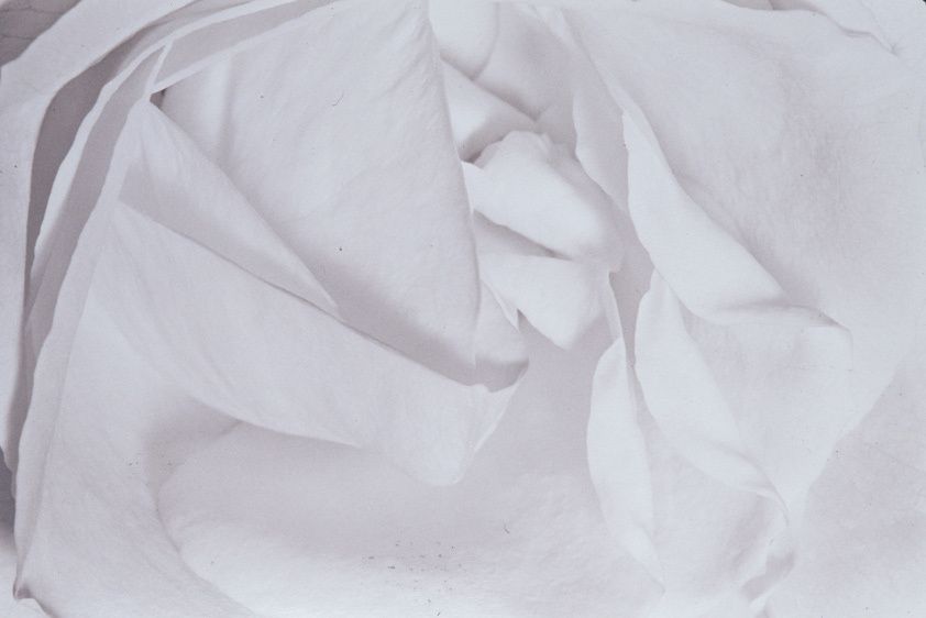 Brown Toned Silver Print, 15"x22" Rose Unfolding