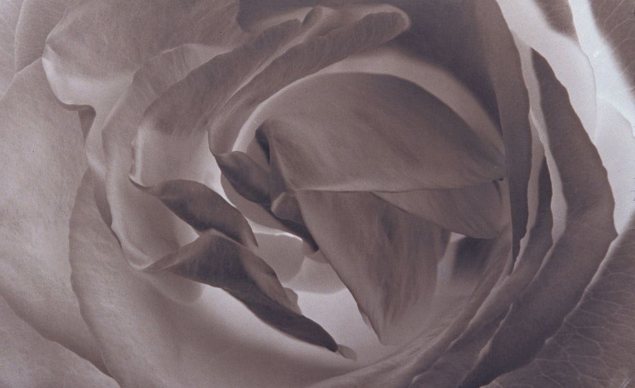Brown Toned Silver Print, 15"x22" Rose Unfolding (negative)