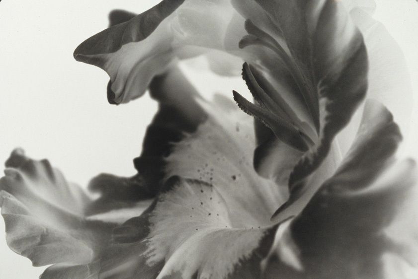 Platinum Print on Arches Paper, 15 1/2 "x 22" Gladiola