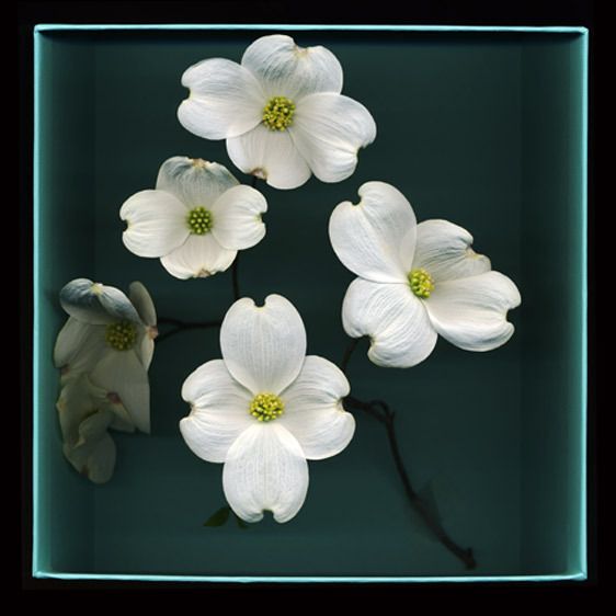 Archival Digital Print on Hahnemuhle Water Color Pape, 22"x22",Edition of 12 Dogwood in a Tiffany Box