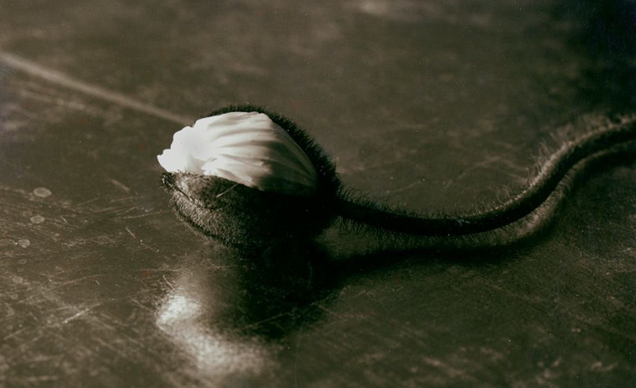 Brown Toned Silver Print, 8"x10" Poppy Bud