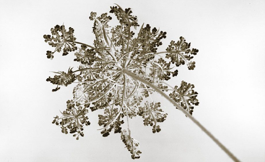 Gelatin Silver Print. 15 1/2 " x22" Queen Anne's lace