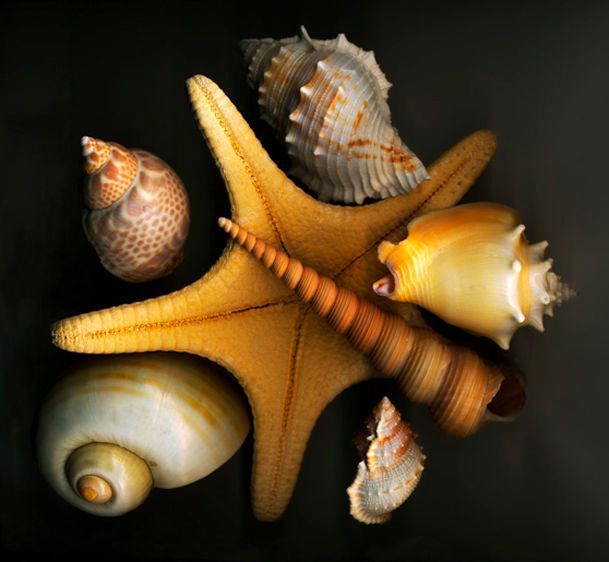 36"x30 Digital Print on Hahnemuhle WaterColor Paper Stars of the Sea