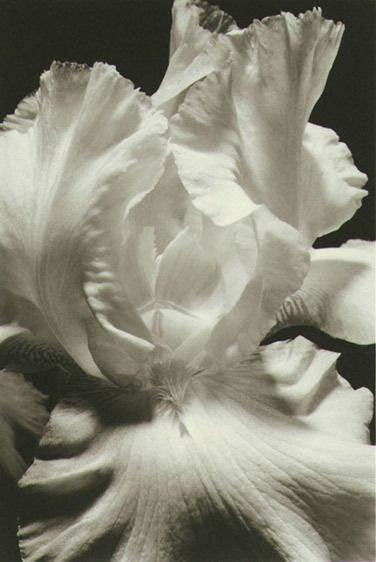 Platinum Print on Arches Paper, 14"x18" Jean Harlow Iris