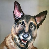 German Shepard dog portrait