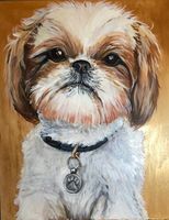 Shitzu dog painting Shitzu dog portrait