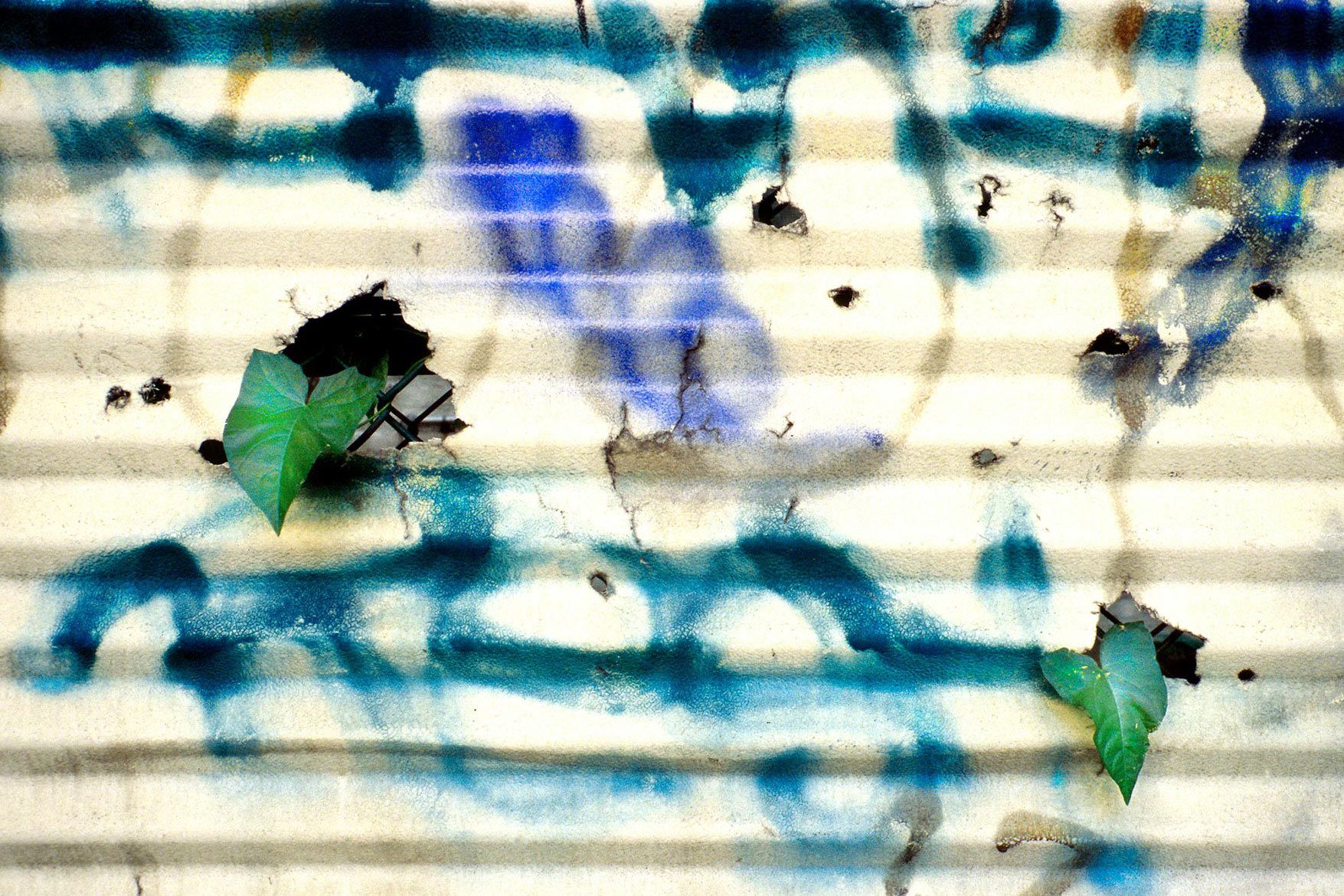 1seeking_sunlight_jpg