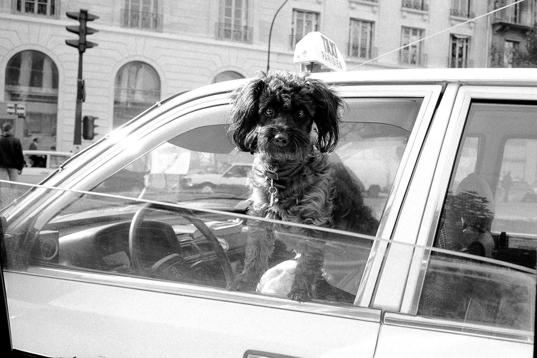 1taxi_dog