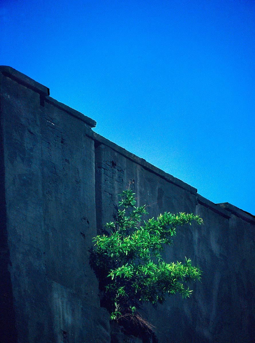 1lonely_tree_