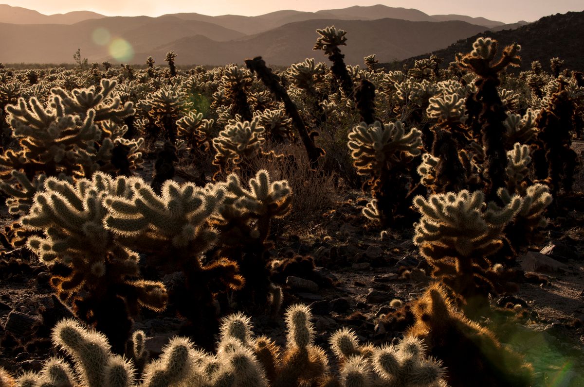 Cholla Cactus Garden