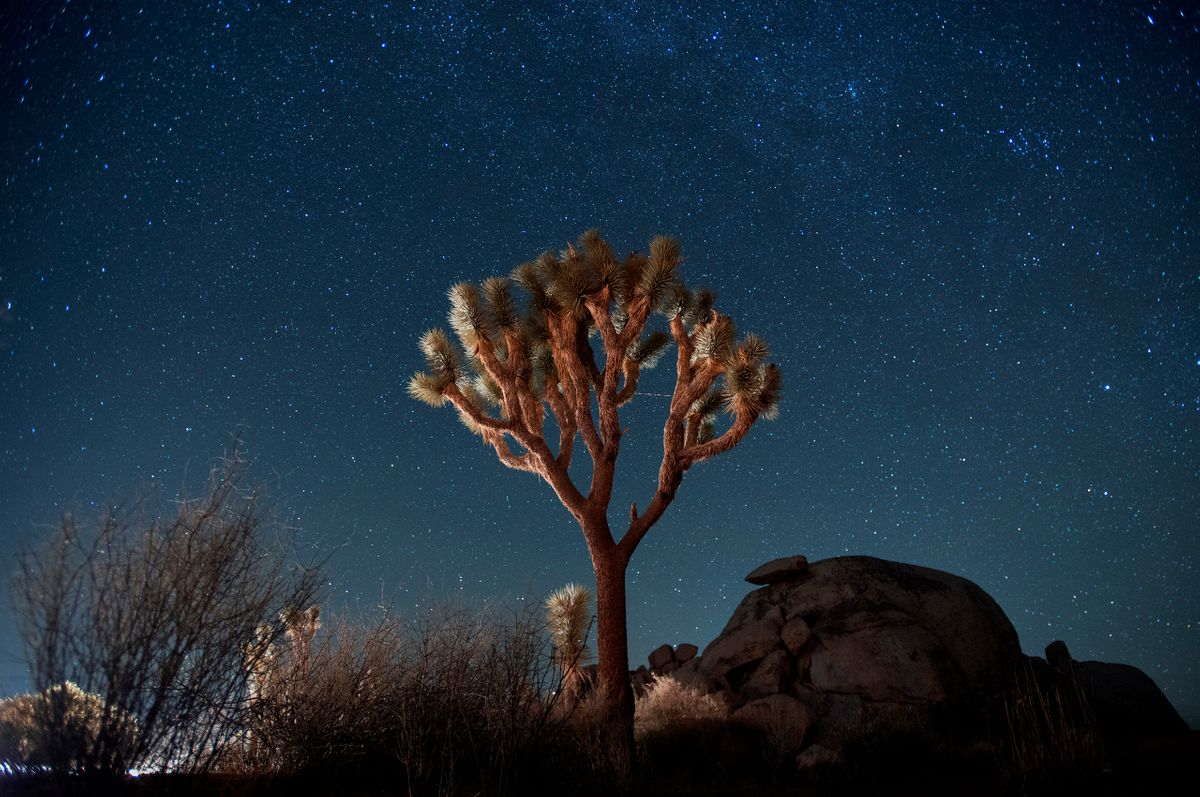 Joshua Tree