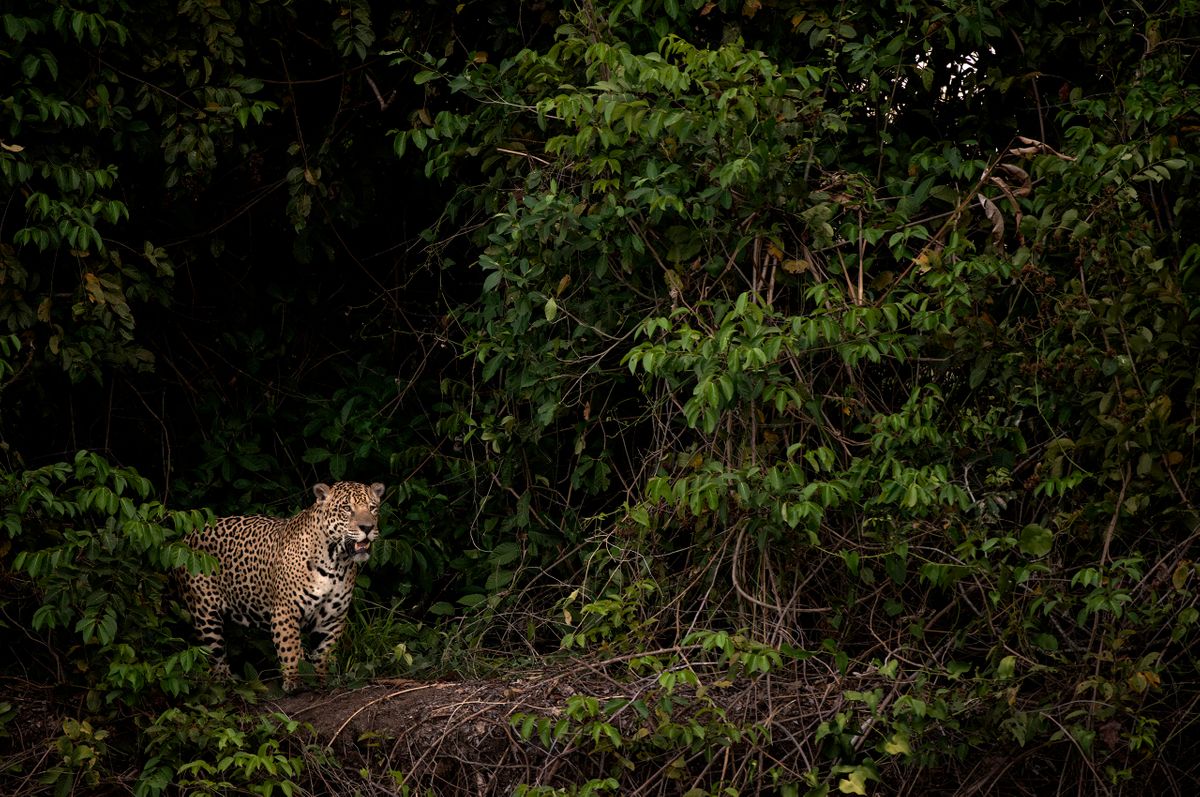Jaguar at River's Edge