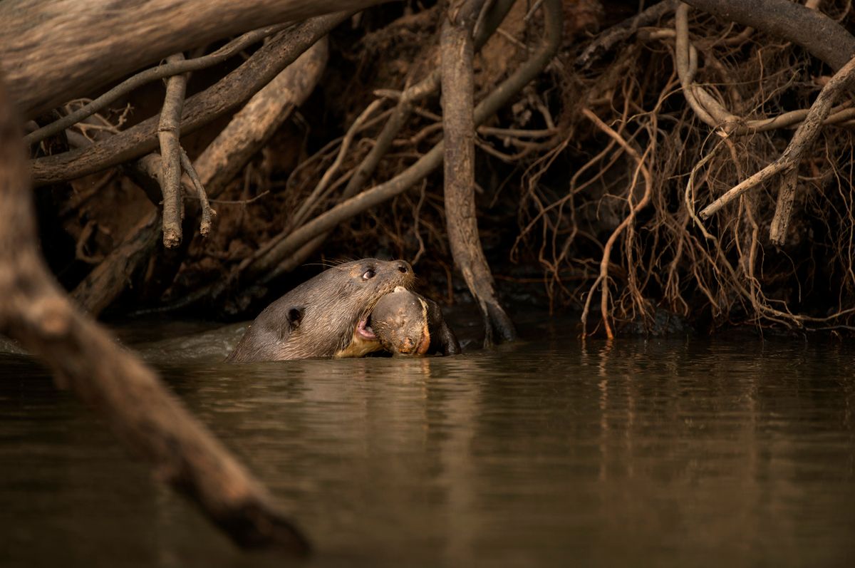 Giant River Otter