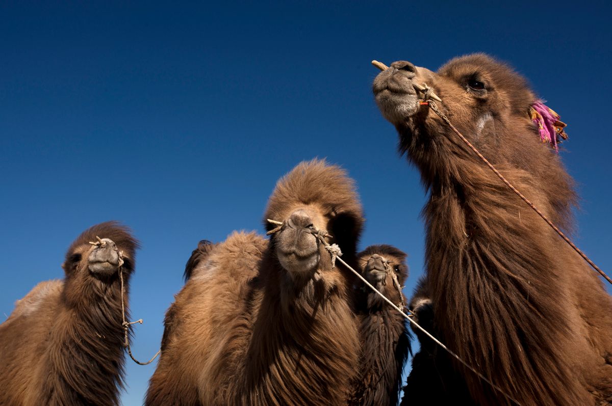 Camels