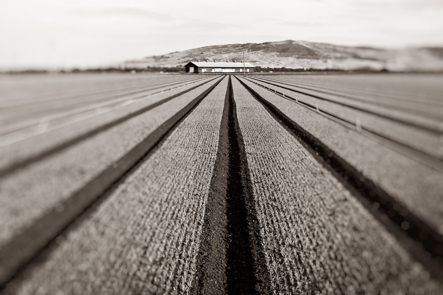 farm_table_041 copy.jpg